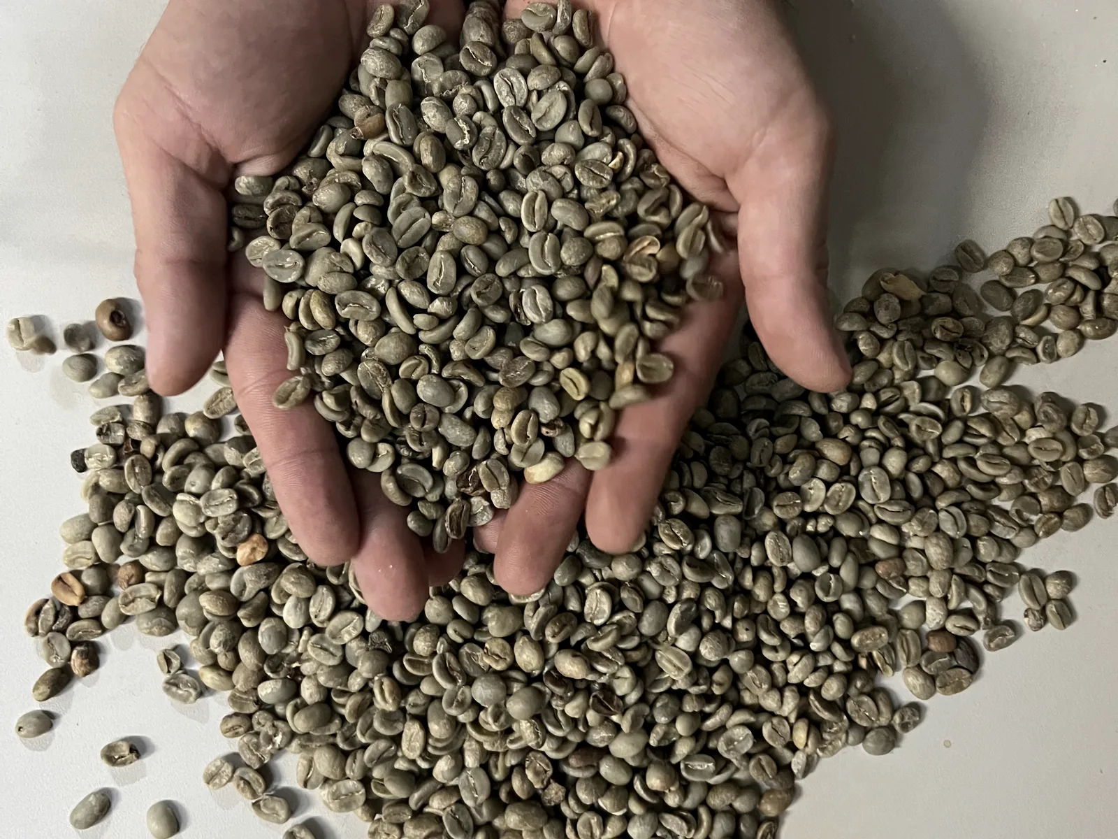 Selektierter Rohkaffee vor der Sortierung